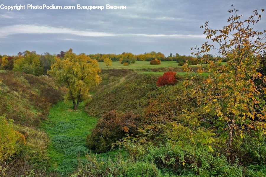 Field, Grass, Grassland, Land, Outdoors, Bush, Plant