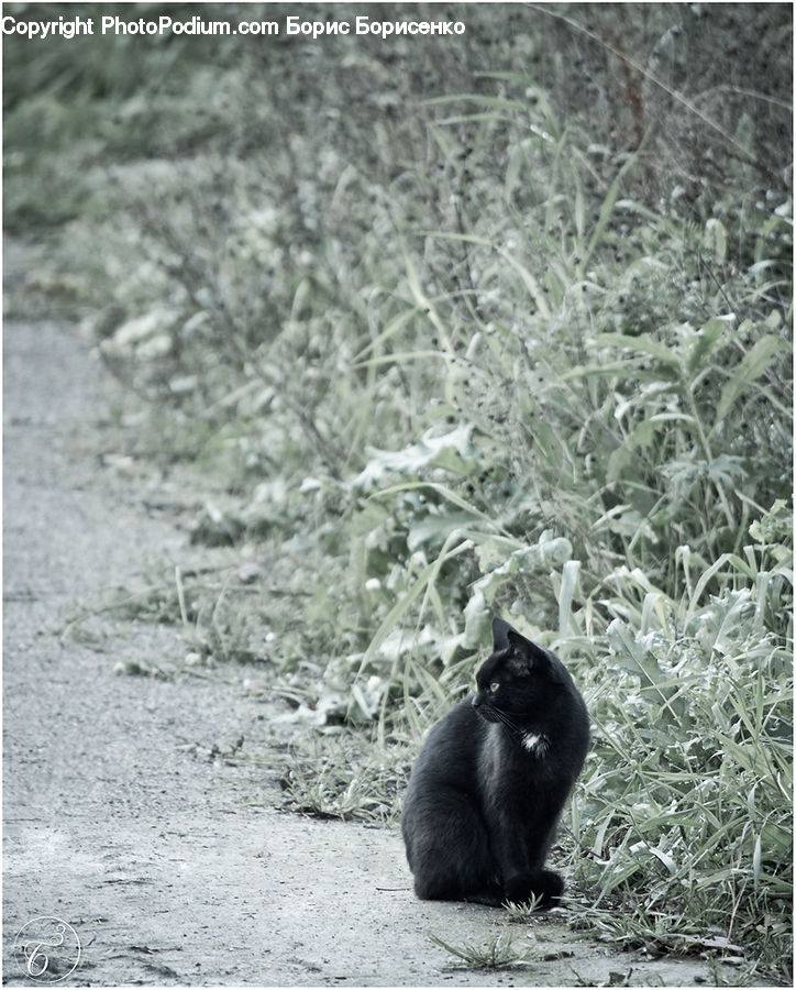Animal, Bear, Black Bear, Mammal, Zoo