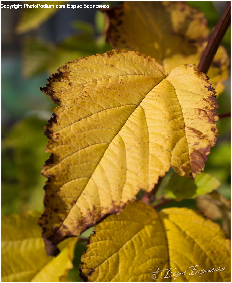 Leaf, Plant, Veins, Blossom, Flora, Flower, Birch