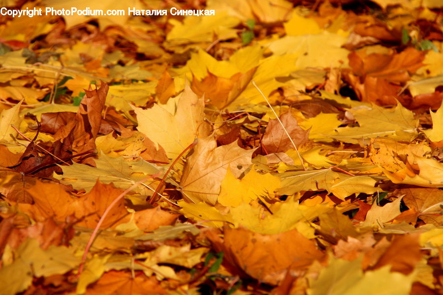 Carrot, Root, Vegetable, Maple, Maple Leaf, Plant, Tree