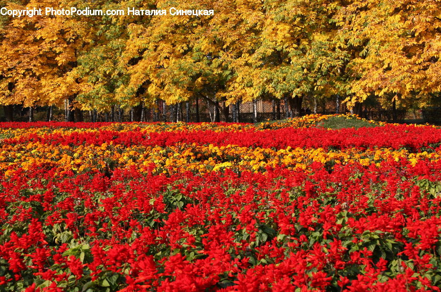 Blossom, Flora, Flower, Plant, Tulip, Field