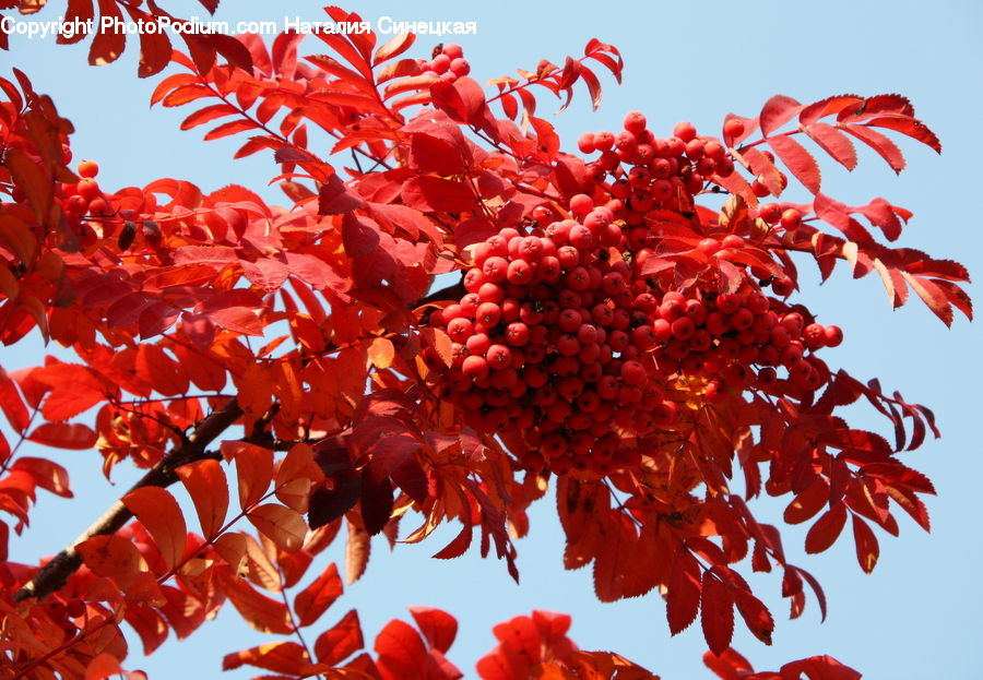 Maple, Tree, Wood, Blossom, Flora, Flower, Plant