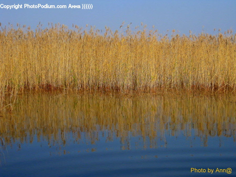 Grass, Plant, Reed, Field, Grassland, Blossom, Flora