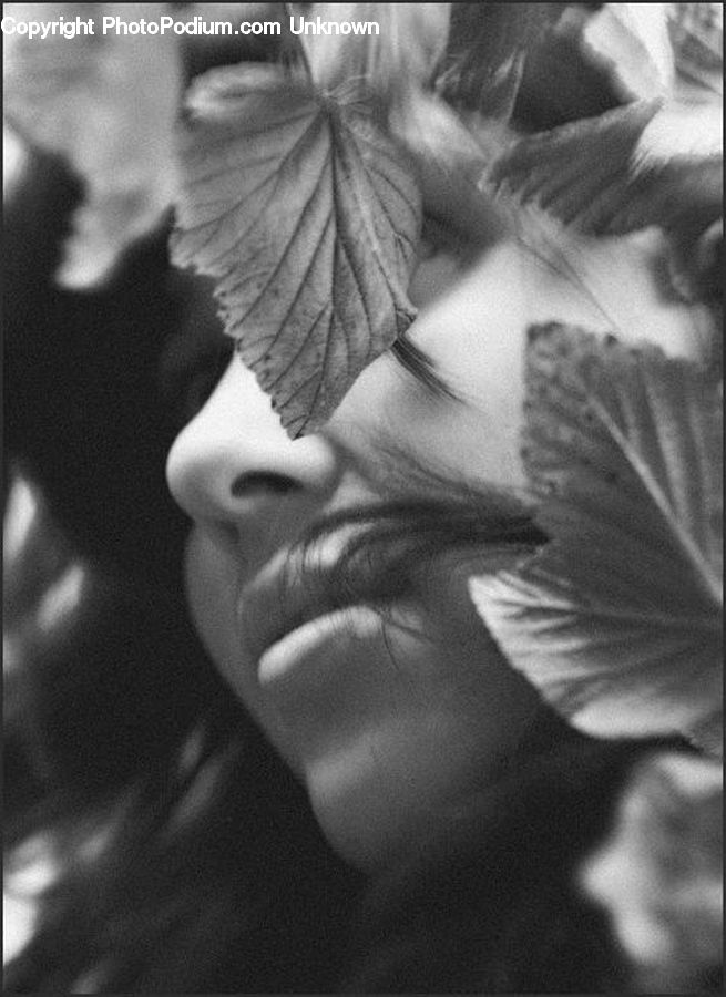 People, Person, Human, Blossom, Daffodil, Flora, Flower