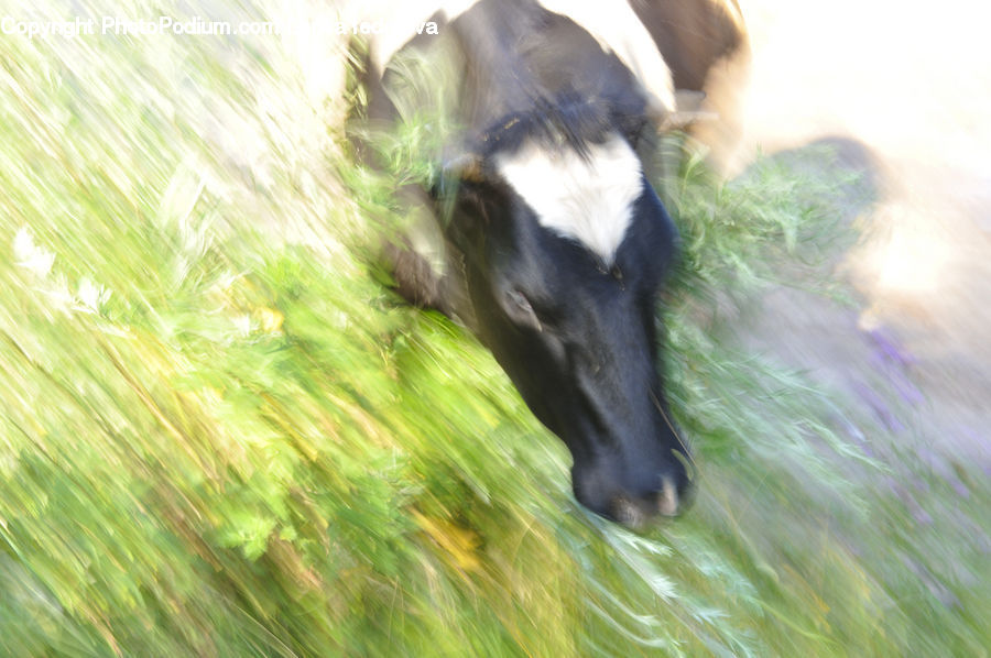 Animal, Colt Horse, Foal, Horse, Mammal, Goat, Mountain Goat