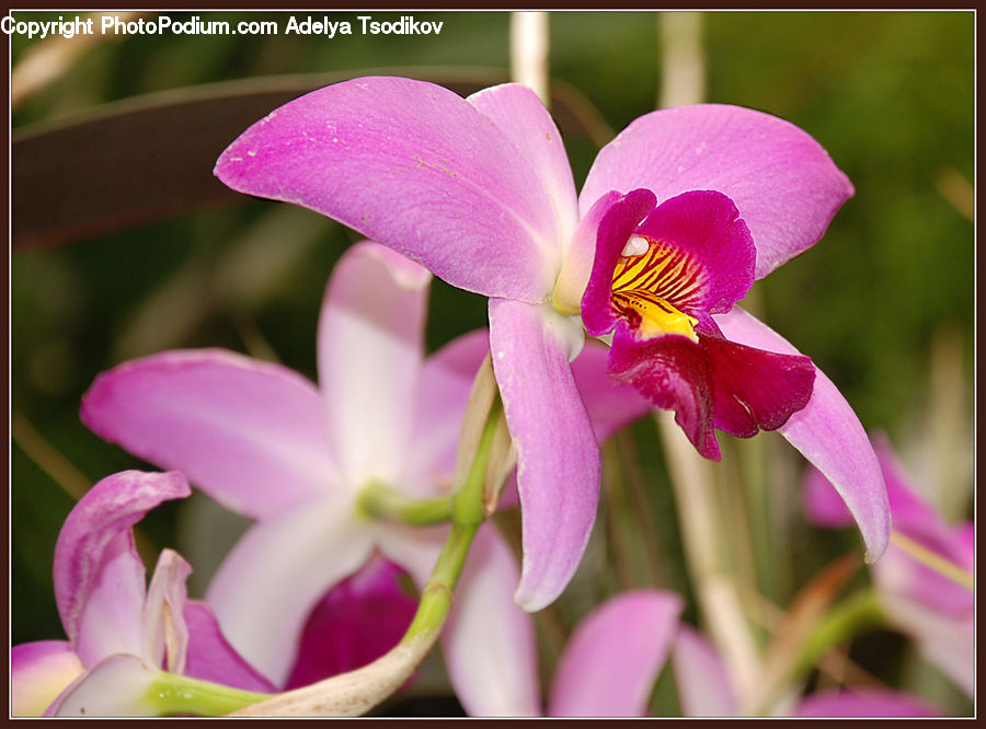 Flora, Flower, Gladiolus, Plant, Blossom, Crocus, Petal