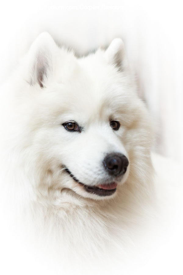 Animal, Canine, Dog, Eskimo Dog, Husky, Mammal, Pet
