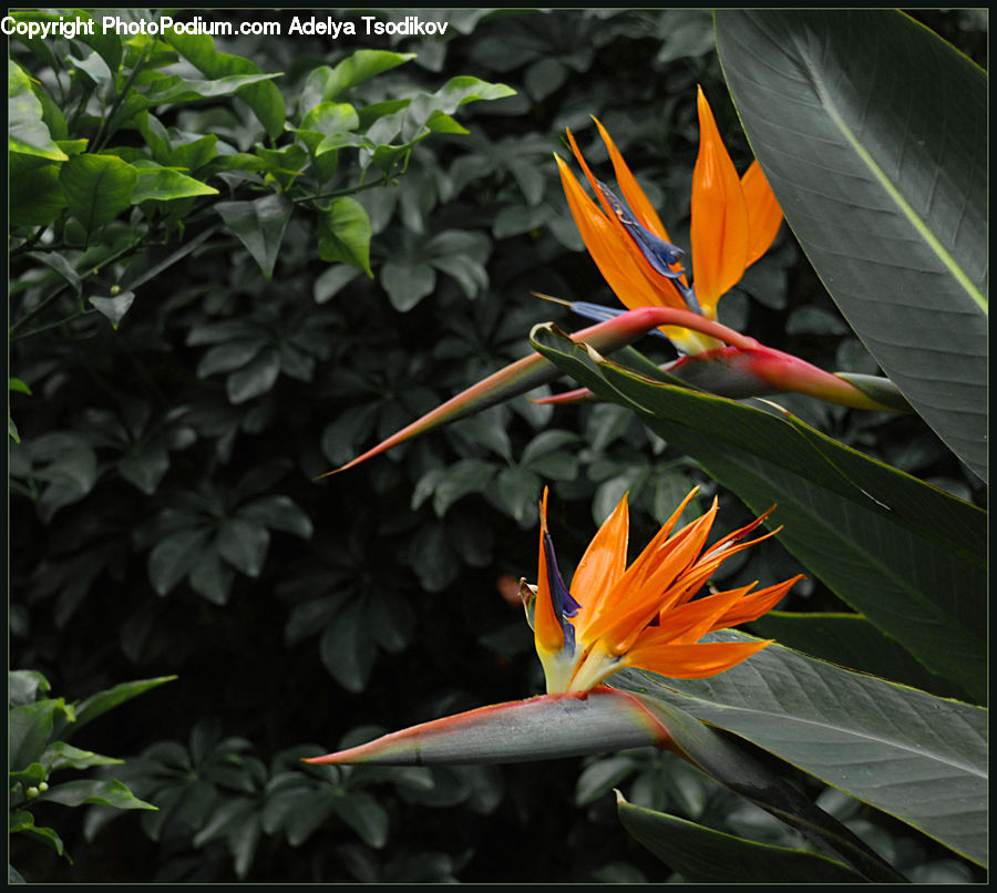 Carp, Fish, Koi, Sea Life, Blossom, Flora, Flower