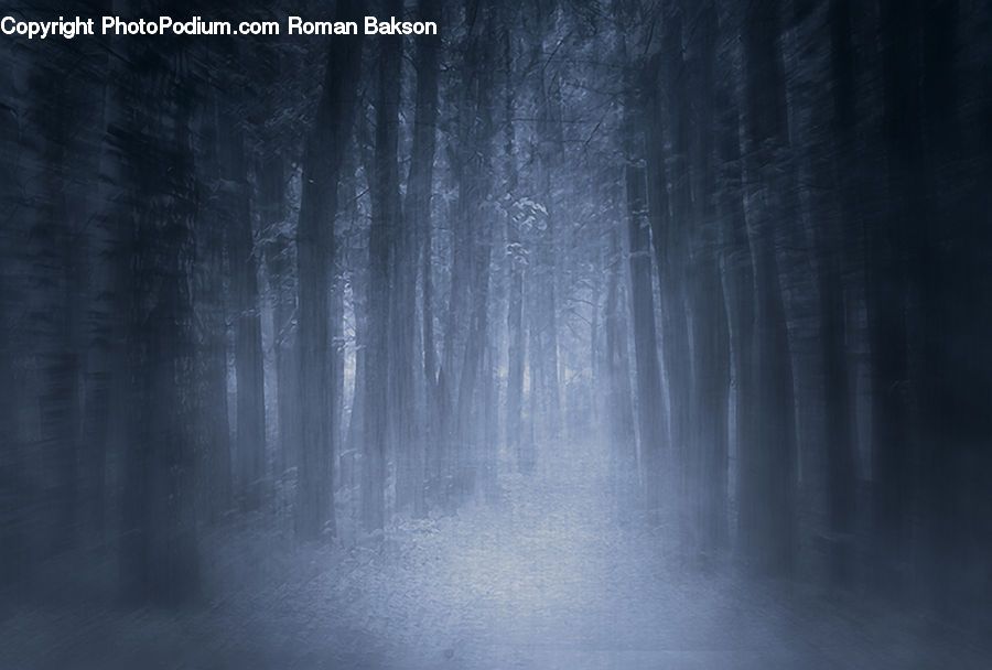 Forest, Vegetation, Flare, Light, Sunlight, Fog, Wood