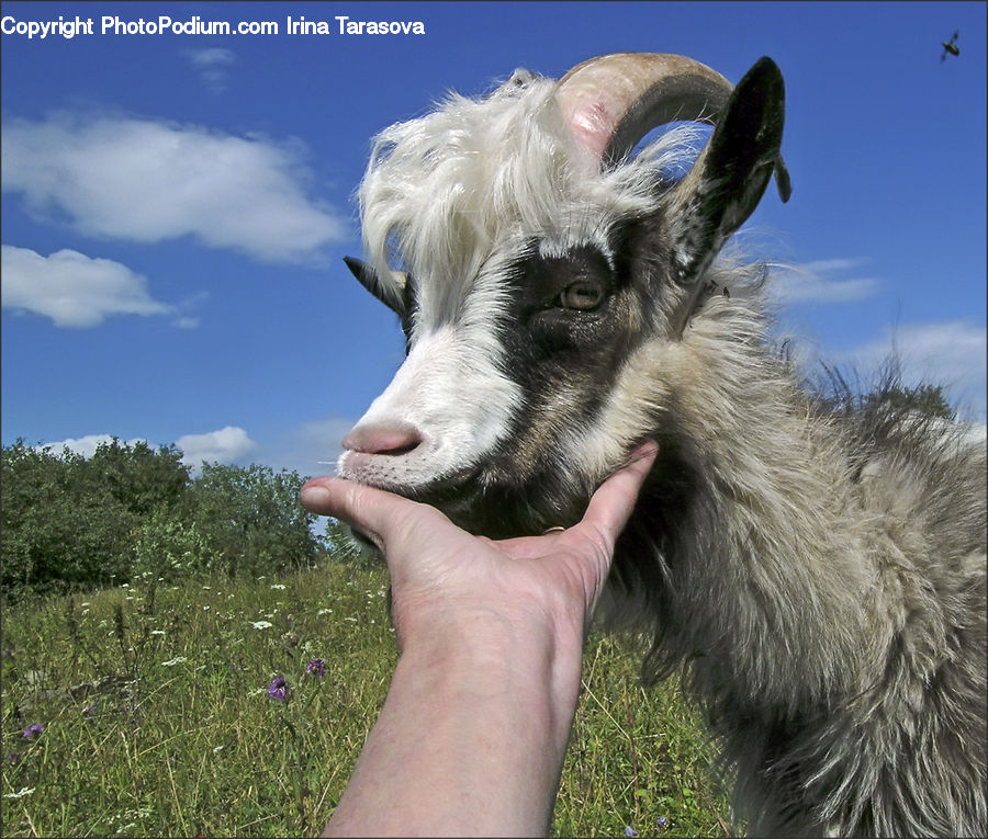 Animal, Goat, Mammal, Mountain Goat, Flora, Flower, Plant