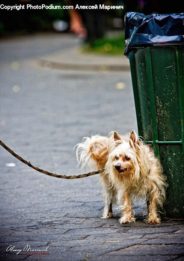 Animal, Canine, Dog, Mammal, Pet, Terrier, Leash
