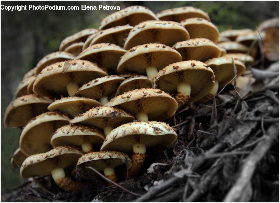 Agaric, Amanita, Fungus, Mushroom, Plant
