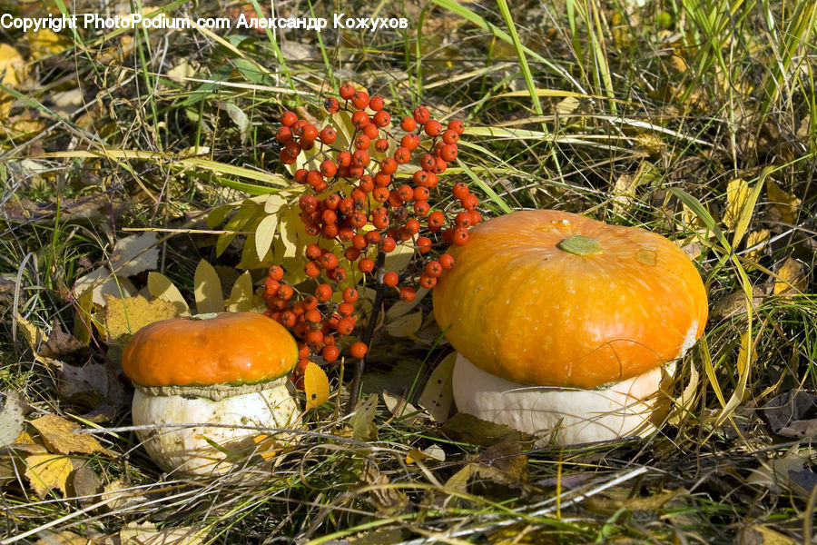 Pumpkin, Squash, Vegetable, Citrus Fruit, Fruit, Orange, Agaric