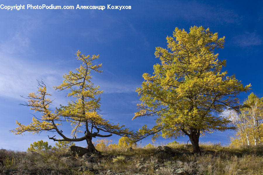 Conifer, Fir, Plant, Tree, Larch, Wood, Oak