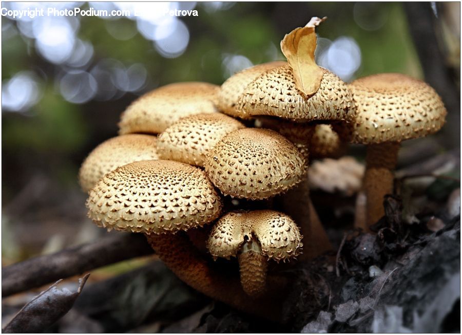 Agaric, Amanita, Fungus, Mushroom, Plant, Bottle, Bowl