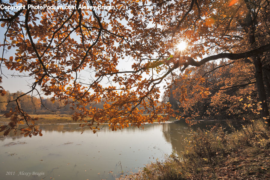 Plant, Tree, Flare, Light, Sunlight, Landscape, Nature