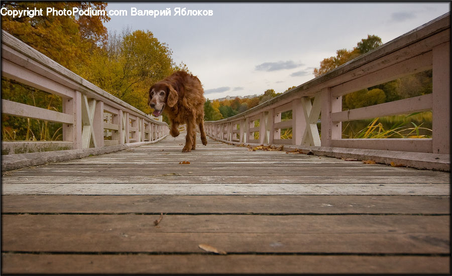 Plant, Potted Plant, Animal, Canine, Cocker Spaniel, Dog, Mammal