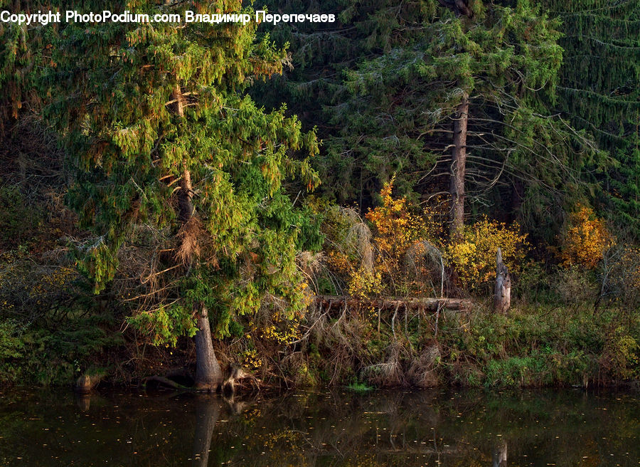 Conifer, Fir, Plant, Tree, Forest, Vegetation, Jungle
