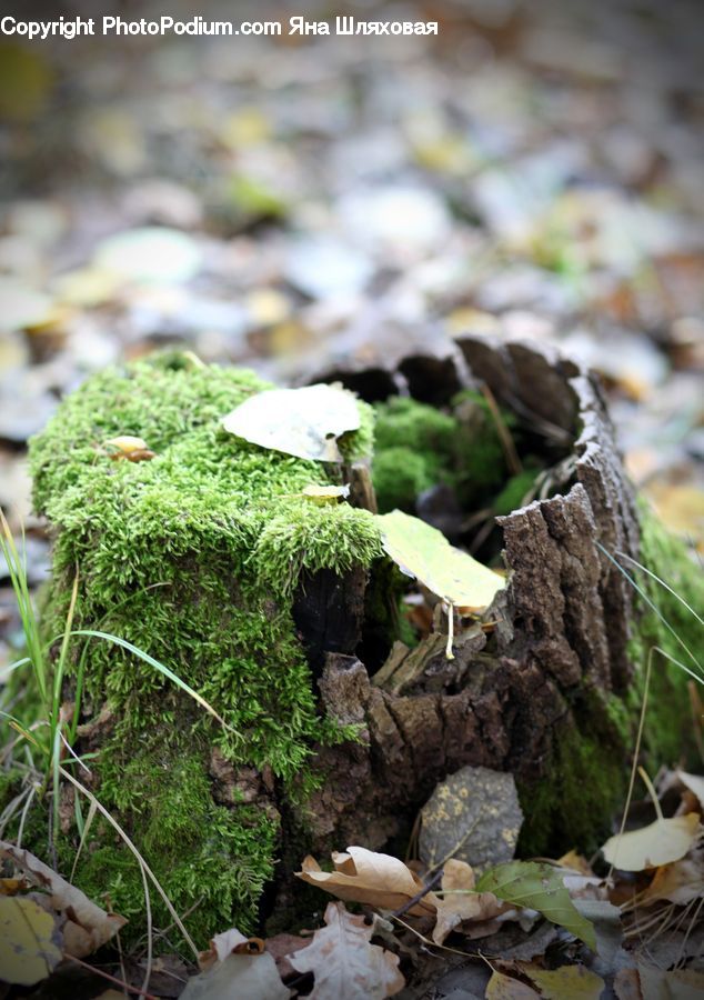 Moss, Plant, Agaric, Amanita, Fungus, Mushroom, Potted Plant