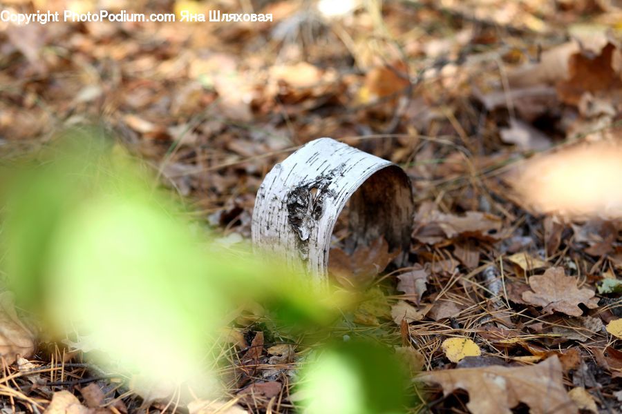 Ground, Soil, Agaric, Amanita, Fungus, Mushroom, Plant