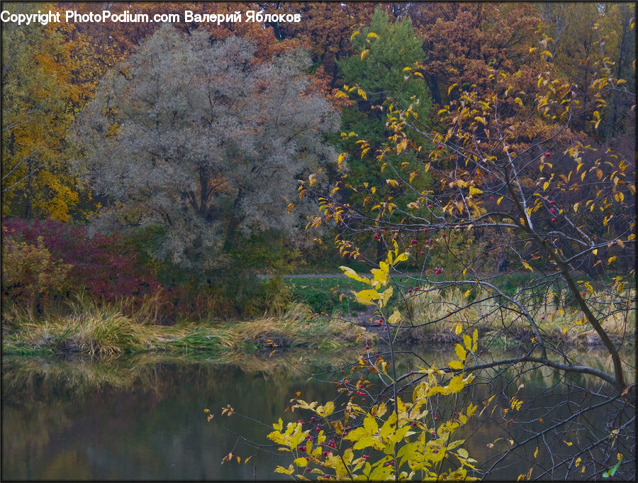 Outdoors, Pond, Water, Land, Marsh, Swamp, Conifer