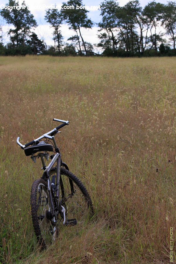 Bicycle, Bike, Mountain Bike, Vehicle, Conifer, Fir, Pine