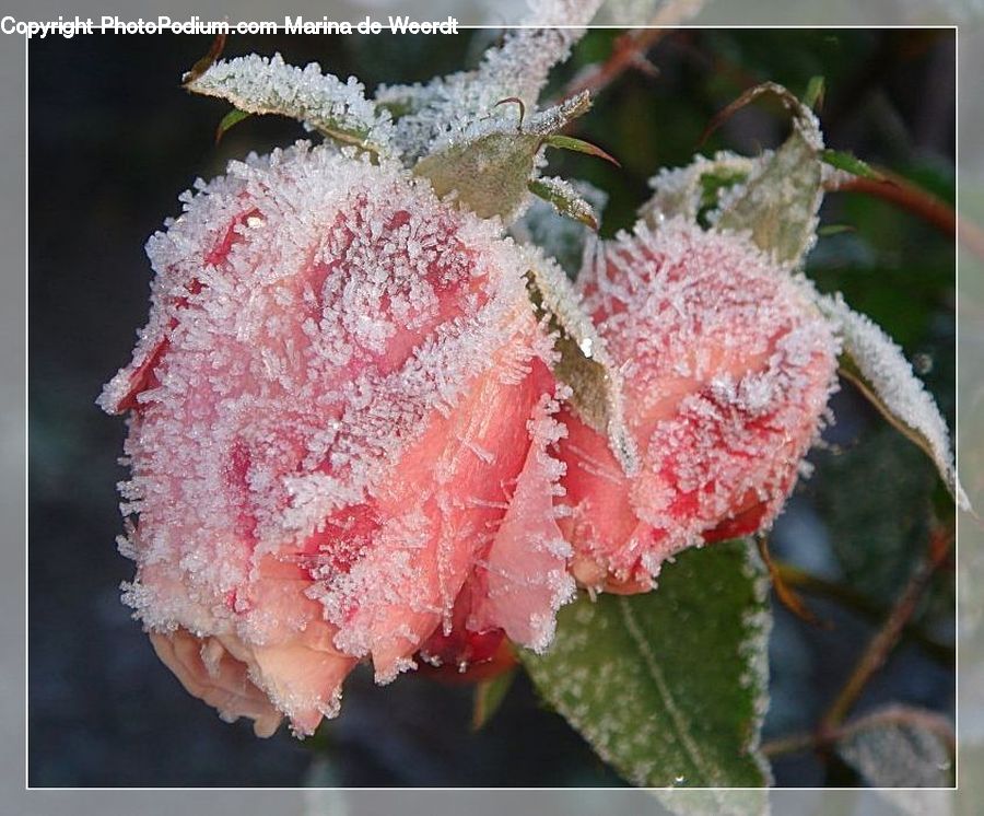 Frost, Ice, Outdoors, Snow, Bird, Wren, Plant