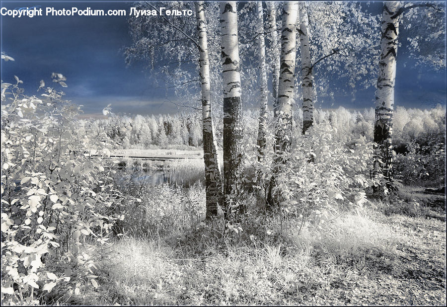 Frost, Ice, Outdoors, Snow, Birch, Tree, Wood