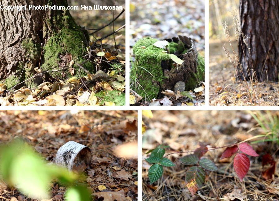 Agaric, Amanita, Fungus, Mushroom, Plant, Ground, Soil