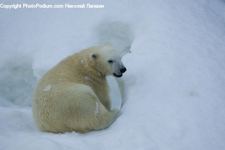 Animal, Bear, Mammal, Polar Bear