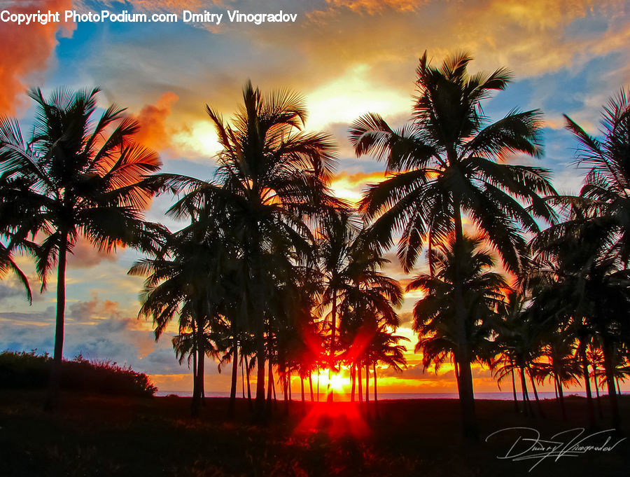 Palm Tree, Plant, Tree, Dusk, Outdoors, Sky, Sunlight