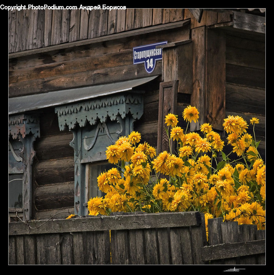 Blossom, Flora, Flower, Plant, Sunflower, Asteraceae, Herbal