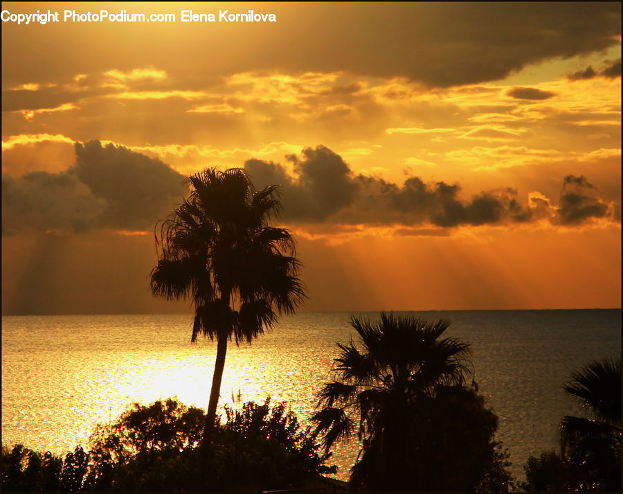 Plant, Potted Plant, Palm Tree, Tree, Dusk, Outdoors, Sky