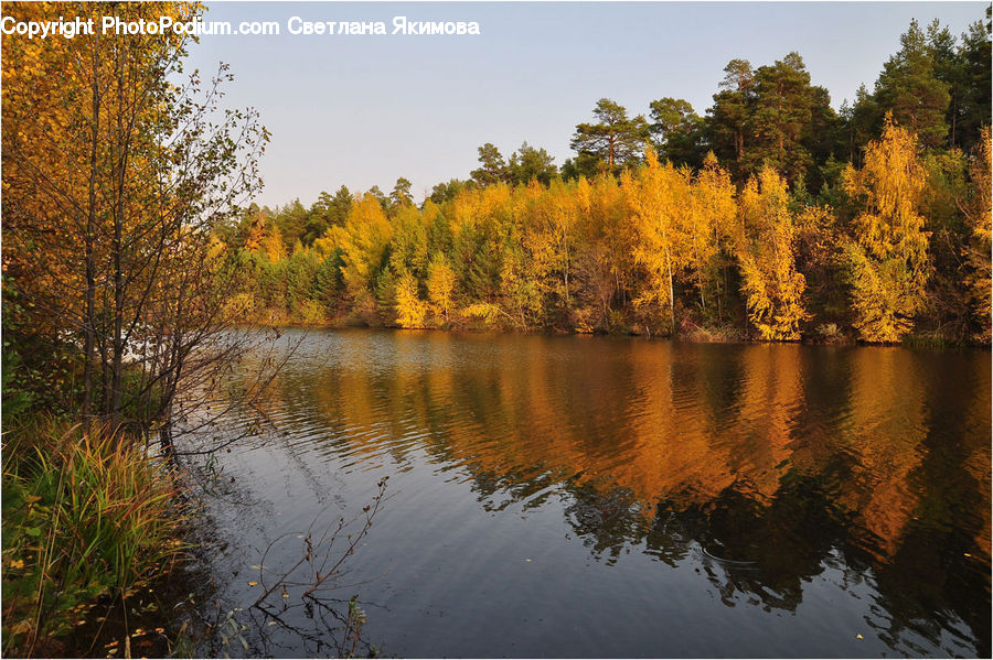 Land, Marsh, Pond, Swamp, Water, Lake, Outdoors