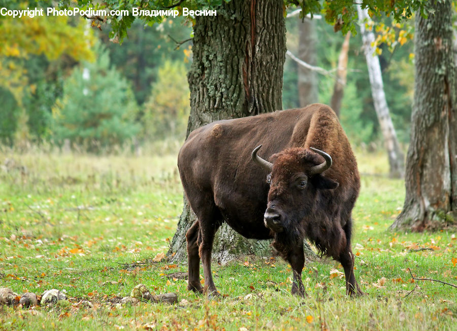 Animal, Bison, Bull, Mammal, Buffalo