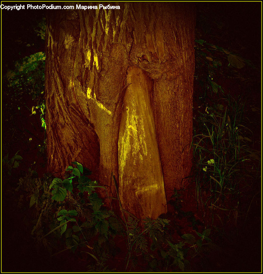 Plant, Potted Plant, Cave, Forest, Jungle, Rainforest, Vegetation