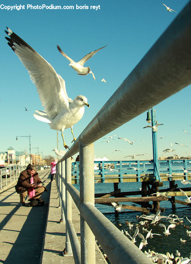People, Person, Human, Bird, Seagull, Boat, Watercraft