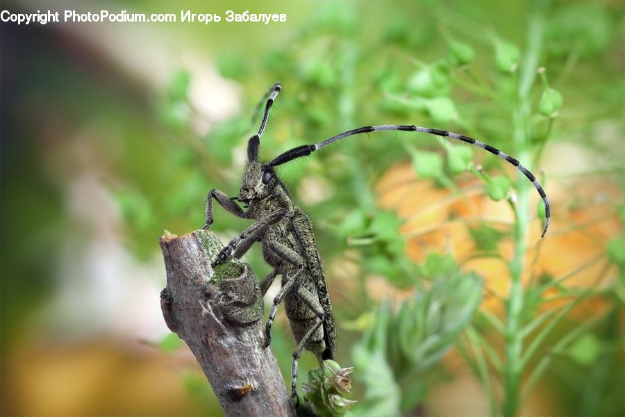 Asilidae, Insect, Arachnid, Garden Spider, Invertebrate, Spider, Cricket Insect