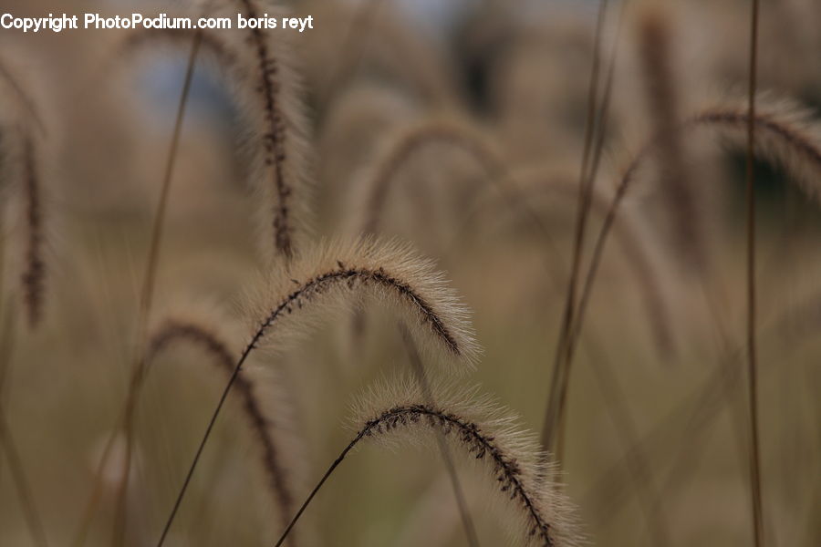 Field, Grass, Grassland, Plant, Weed, Grain, Wheat