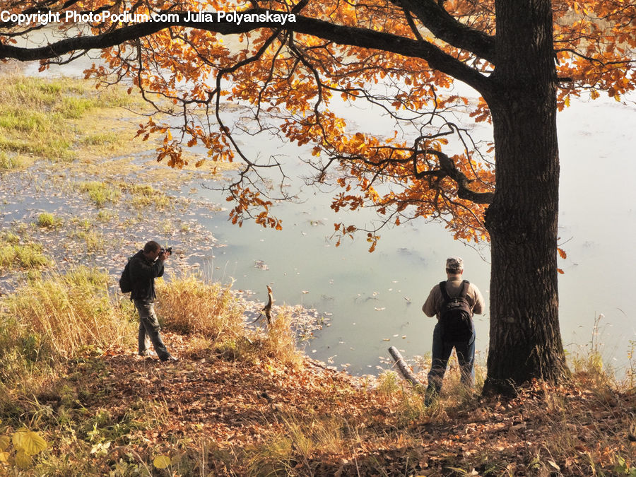 People, Person, Human, Oak, Tree, Wood, Plant
