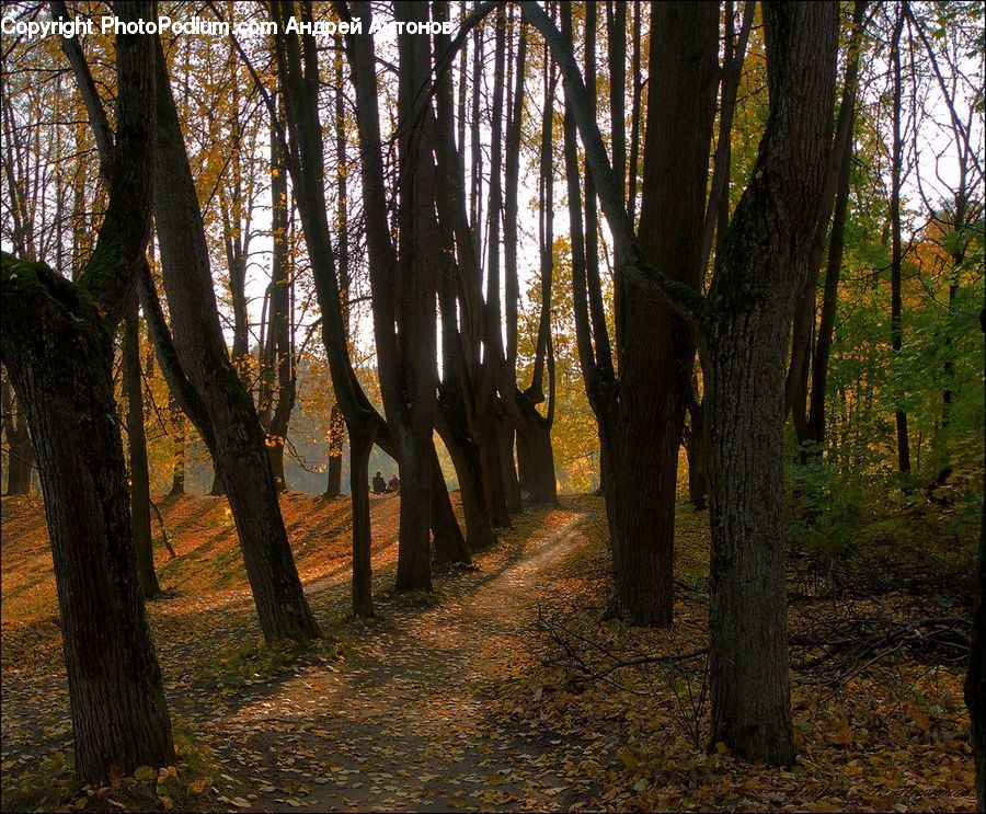 Forest, Vegetation, Grove, Land, Dirt Road, Gravel, Road