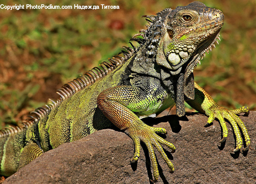 Iguana, Lizard, Reptile, Soil, Blossom, Flora, Flower