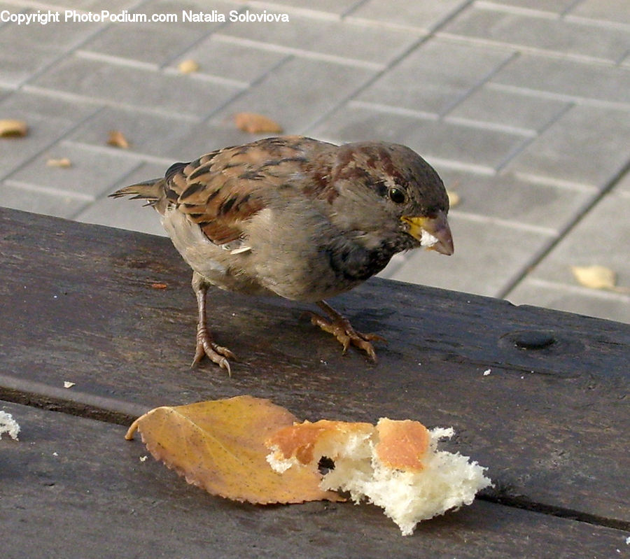 Bird, Sparrow, Bread, Cornbread, Food, Quail, Blackbird