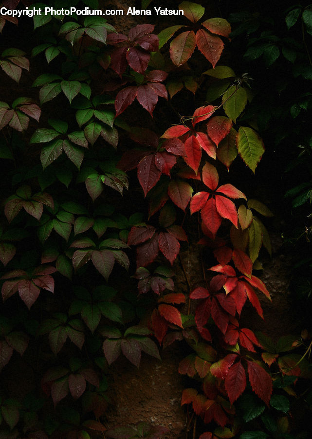 Plant, Potted Plant, Ivy, Vine, Maple, Tree, Wood