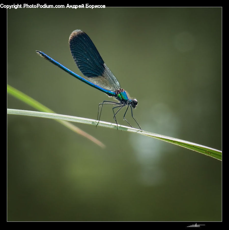 Anisoptera, Dragonfly, Insect, Invertebrate