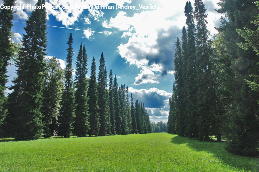Conifer, Fir, Plant, Tree, Forest, Jungle, Rainforest