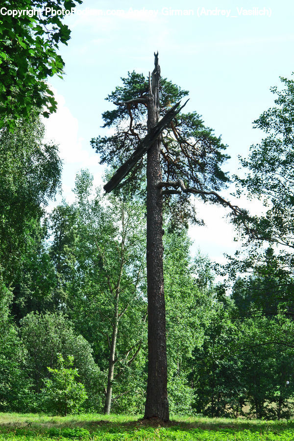 Conifer, Fir, Spruce, Wood, Plant, Vine, Tree