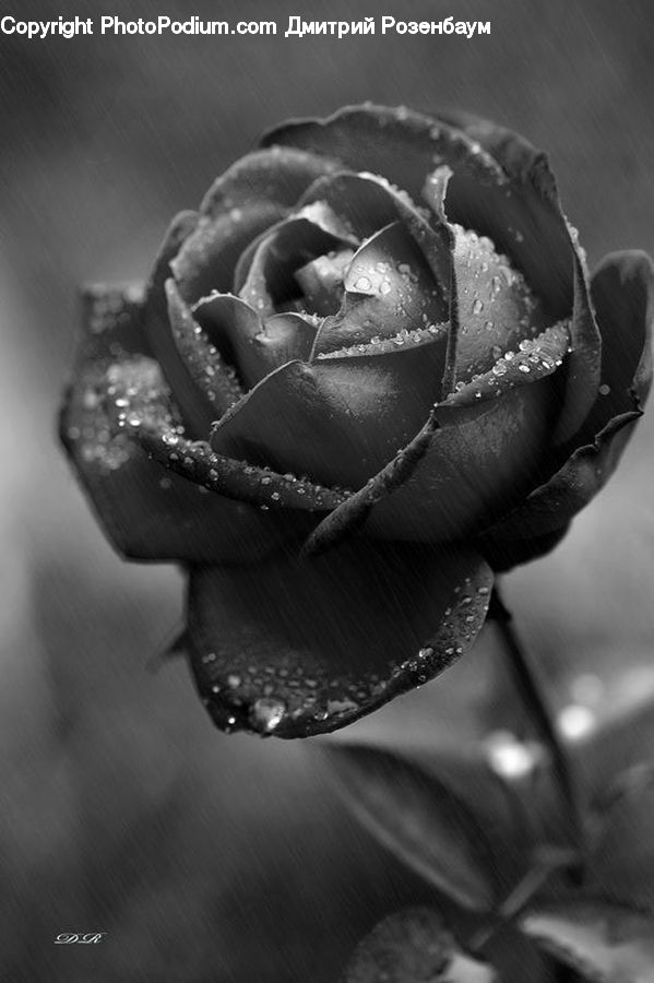 Blossom, Flower, Plant, Rose, Potted Plant, Produce, Vegetable