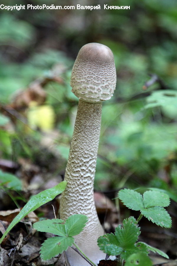 Agaric, Amanita, Fungus, Mushroom, Plant, Herbs, Mint