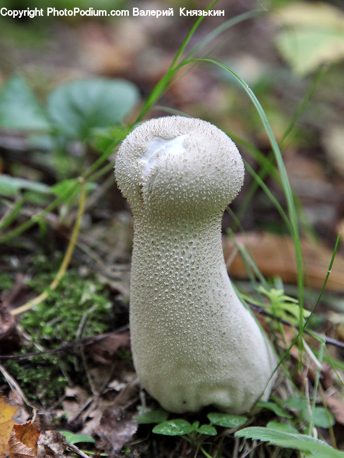 Agaric, Amanita, Fungus, Mushroom, Plant, Soil, Outdoors
